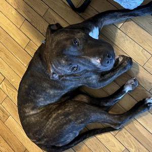 Image of Unknown, Found Dog