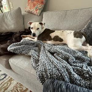 Image of Sage, Lost Dog