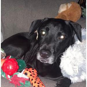 Image of Buck Darilek, Lost Dog
