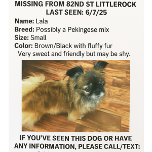 Lost Dog Lala