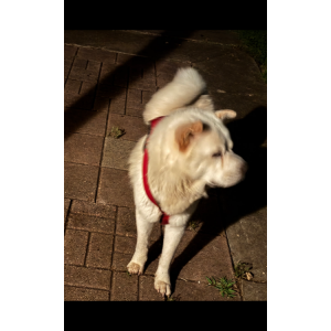 Image of Unknown, Found Dog