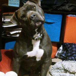 Image of Backup, Lost Dog