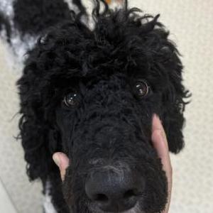 Image of Snoopy, Lost Dog