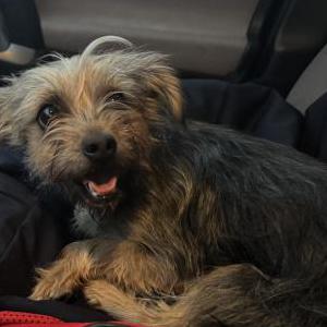 Image of Unknown, Found Dog