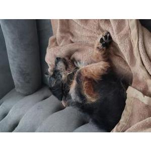 Image of Fred Sanf, Lost Dog