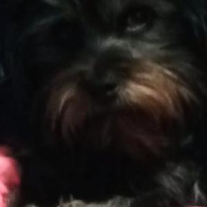 Image of Imani, Lost Dog