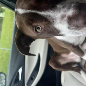 Found Dog unknown