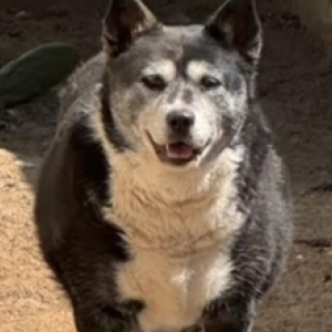 Image of Annie, Lost Dog