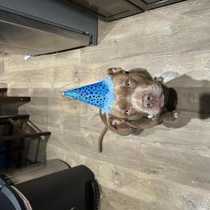 Lost Dog Deebo