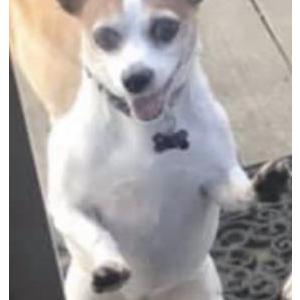Lost 1 CiCi (NC)