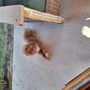 Image of Unknown, Found Dog