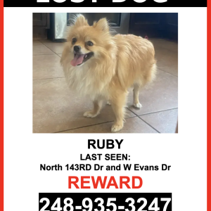 Lost Dog Ruby