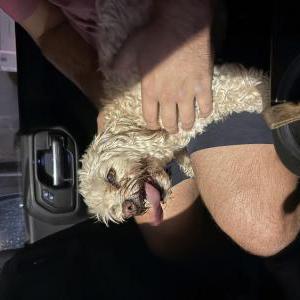 Image of Unknown, Found Dog
