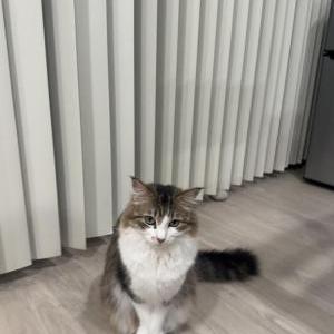 Image of Nova, Lost Cat