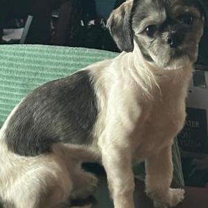 Lost Dog Oreo