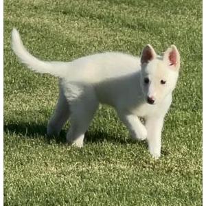 Image of Abby, Found Dog