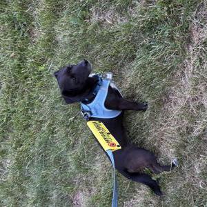 Image of Alfie, Lost Dog