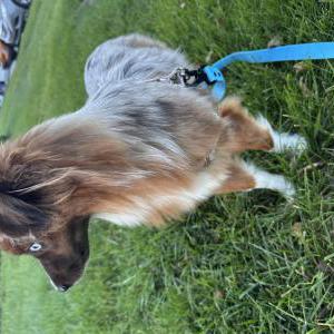 Image of Carmen or sugar cook, Lost Dog