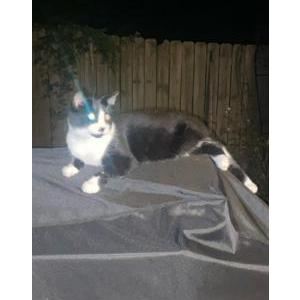 Image of Bars, Lost Cat