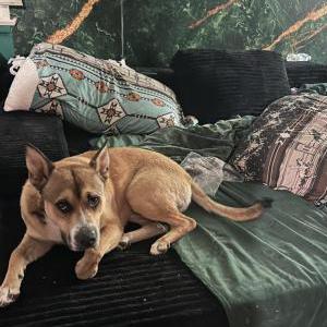 Image of Rocky, Lost Dog