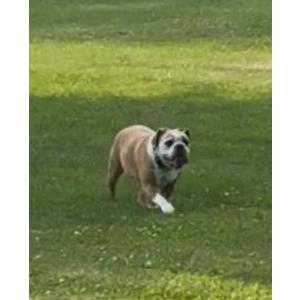 Lost Dog Harley