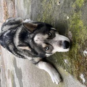 Image of Blue, Lost Dog