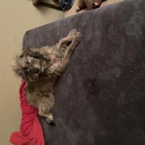 Image of Tulip, Lost Dog