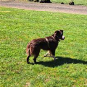 Image of Mindy, Lost Dog