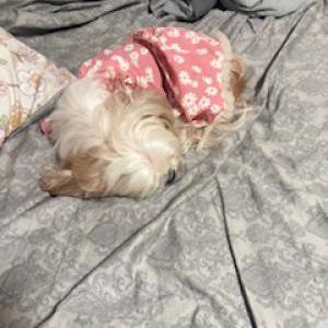 Image of Lady, Lost Dog