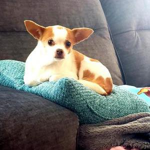 Lost Dog Mollie