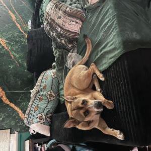 Image of Rocky, Lost Dog