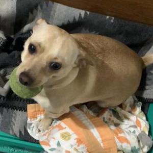 Image of Firus, Lost Dog