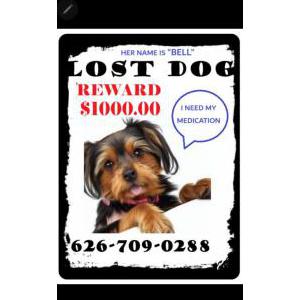 Image of Bell, Lost Dog