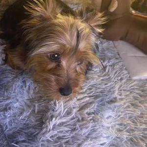 Image of Spunky, Lost Dog