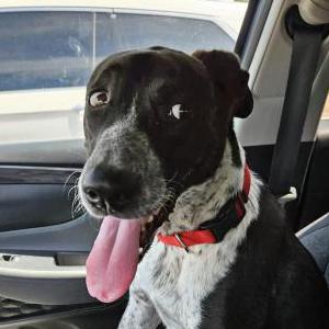Image of Unknown, Found Dog