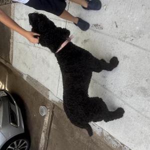 Found Dog Unknown