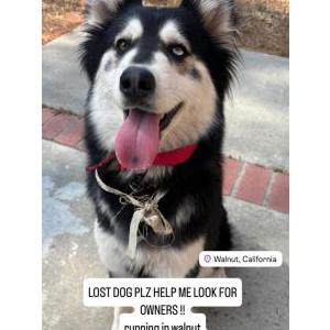 Image of unknown, Found Dog