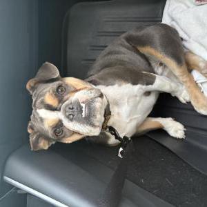 Image of Chula, Lost Dog