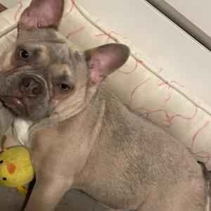 Image of Pepper, Lost Dog
