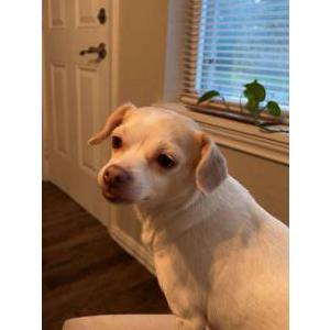 Lost Dog Snooky