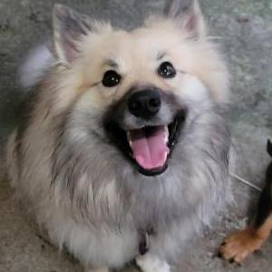 Image of Eevee, Lost Dog