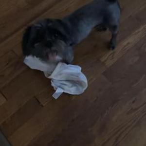 Image of Chanel, Lost Dog