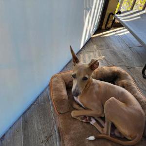 Image of Leo, Lost Dog