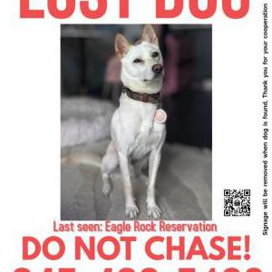 Image of Jin, Lost Dog