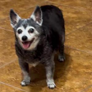 Image of Rita, Lost Dog