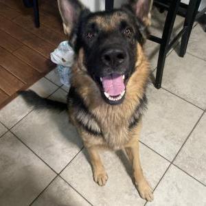 Lost Dog Diesel