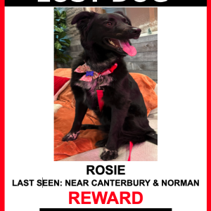 Lost Dog Rosie