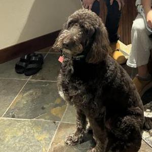 Image of Boots, Lost Dog