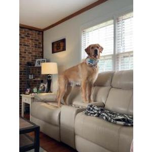 Image of Axel, Lost Dog