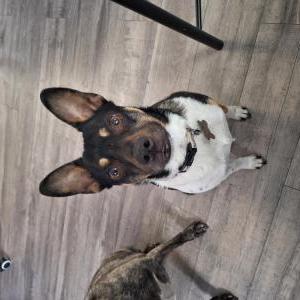 Lost Dog Spike